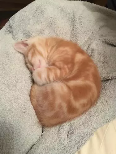 Photo of a ginger kitten curled up fast asleep on a grey blanket.