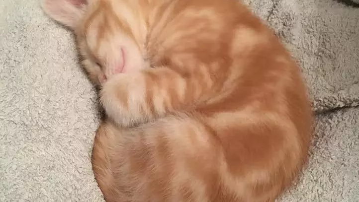 Photo of a ginger kitten curled up fast asleep on a grey blanket.